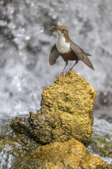 White-throated White-throated Dipper (Cinclus cinclus), standing on a tufa in front of a waterfall