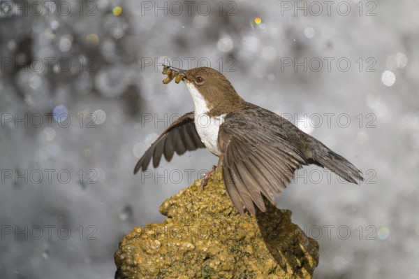 White-throated White-throated Dipper (Cinclus cinclus), standing on a tufa in front of a waterfall