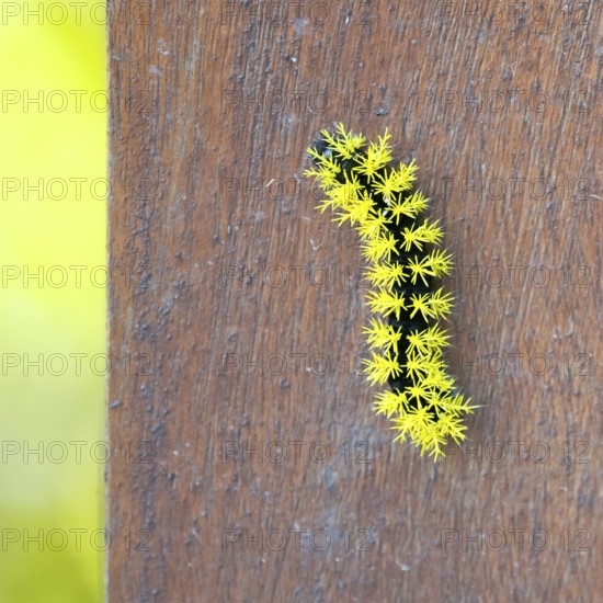 Macro image of a caterpillar of the species Leucanella viridescens with neon yellow spines as a