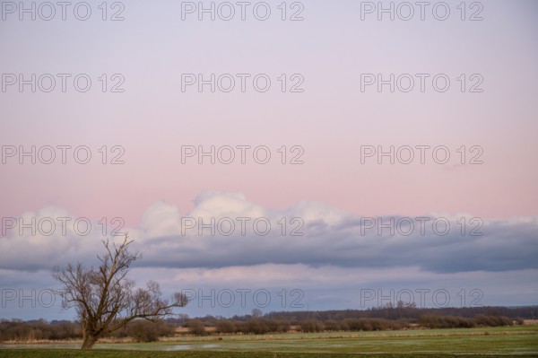 A single bare willow tree (Salix spec.) stands in a vast landscape under a pink sky at dusk at the