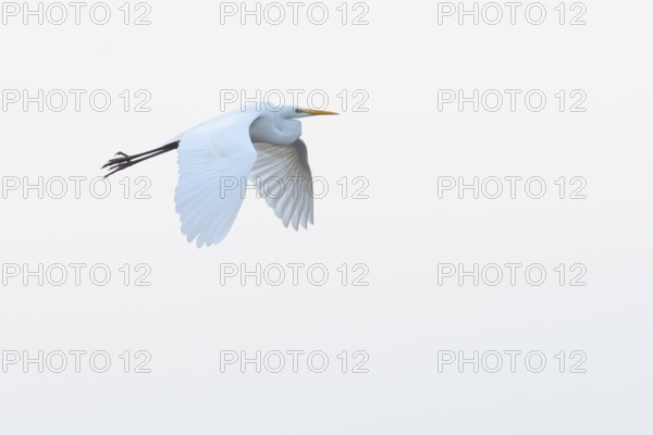 A flying white egret (Egretta alba) flies elegantly against a white sky, Dümmer nature park Park,