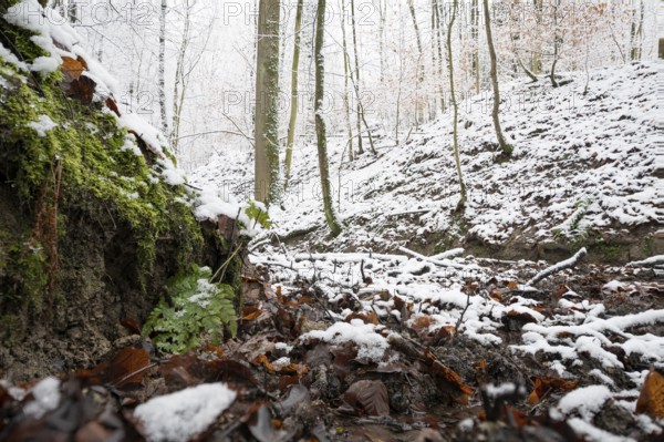 Source of the Hunte river in Melle, snowy forest soil with moss, leaves and bare trees that create