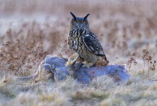 Eurasian Eagle-owl (Bubo bubo), on a roe deer (Capreolus capreolus), roadkill, Swabian Alb