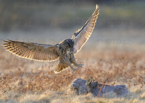 Eurasian Eagle-owl (Bubo bubo), approaching a roe deer (Capreolus capreolus), roadkill, Swabian Alb