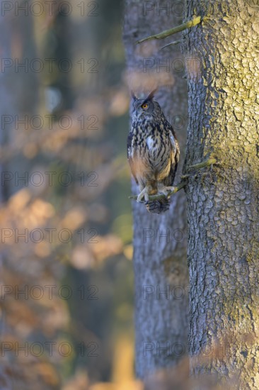 Eurasian Eagle-owl (Bubo bubo), resting on the trunk of a spruce tree, Swabian Alb biosphere