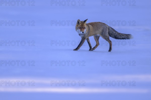 Red fox (Vulpes vulpes), foraging in a meadow covered with snow, Swabian Alb biosphere reserve,