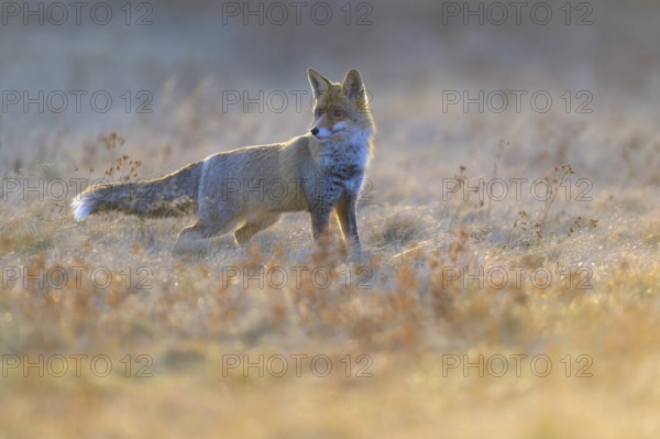 Red fox (Vulpes vulpes), securing in the last light in a meadow, Swabian Alb biosphere reserve,