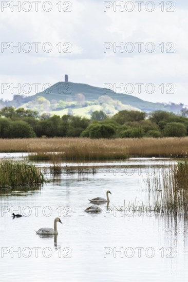 Mute Swan, Cygnus olor with Glastonbury Tor in background, Glastonbury, Somerset, England, United