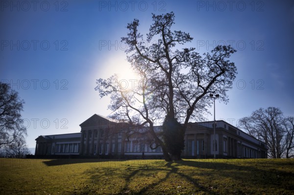Tree in front of Stuttgart Museum of Natural History, Rosenstein Castle, Rosenstein Park, back