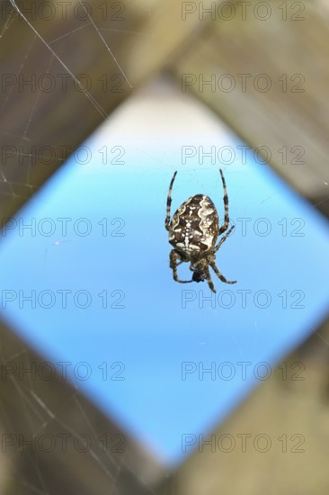 Aculepeira ceropegia, (Araneus ceropegia), macro photograph, spider, arachnid, Wilnsdorf, North