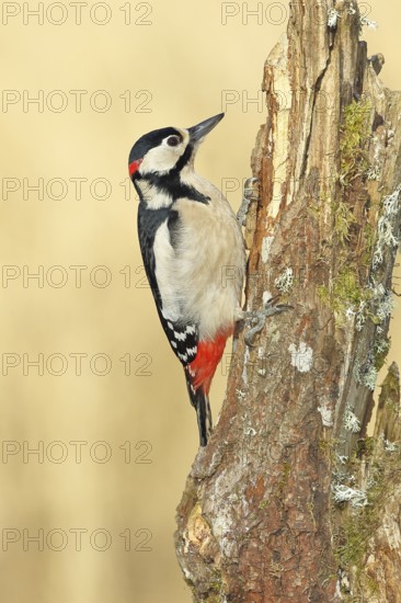 Great spotted woodpecker (Dendrocopos major), male, foraging on a tree stump overgrown with moss