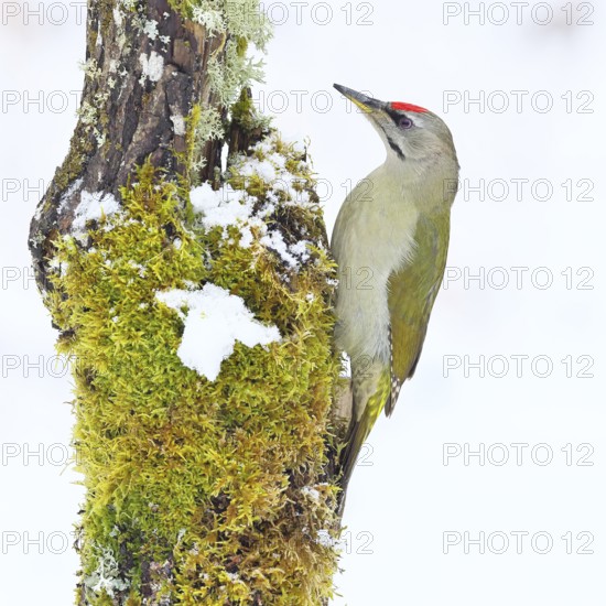 Grey-headed woodpecker (Picus canus), male sitting on a dead wood covered with moss and lichen in