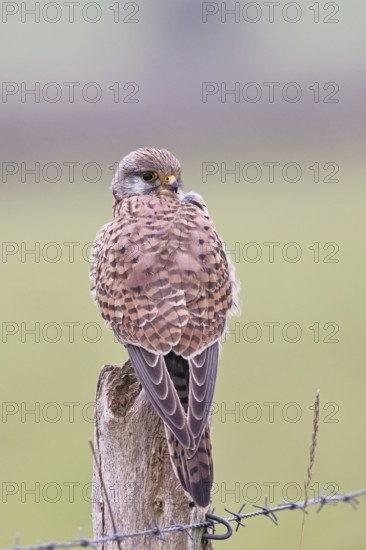 Kestrel (Falco tinnunculus), on a pasture fence post, Bieslicher Insel, Lower Rhine, North