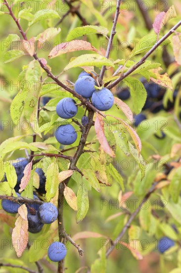 Blackthorn (Prunus spinosa), branch with ripe fruit, autumn, Wilnsdorf, North Rhine-Westphalia,