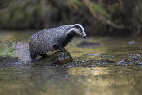 European badger (Meles meles), sitting on a stone in a stream in the last light, deciduous tree is