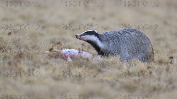 European badger (Meles meles), on roadkill, European hare (Lepus europaeus), in a meadow, Swabian