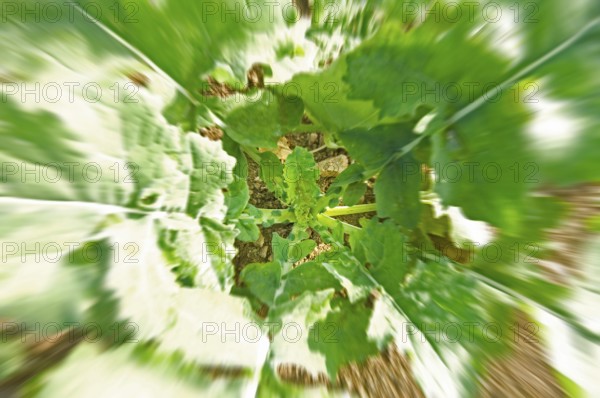 Winter rape, wintering, frost-resistant green manure plant, promotes the biological activity of the