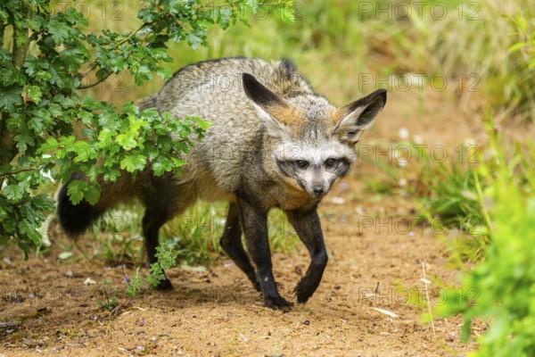 Bat-eared fox (Otocyon megalotis) walking on the ground looking for food, Bavaria, Germany