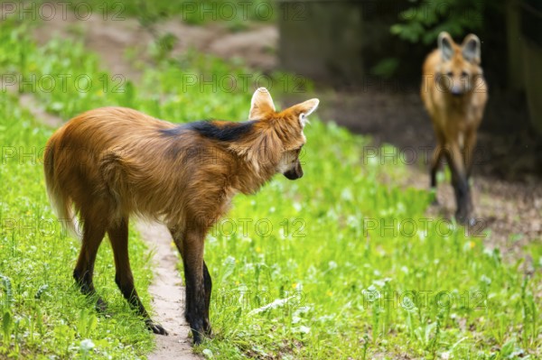 Maned wolf (Chrysocyon brachyurus) walking around, Germany