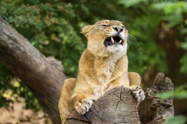 Asiatic lion (Panthera leo persica) female lying on a tree trunk, yawing, portrait, captive,