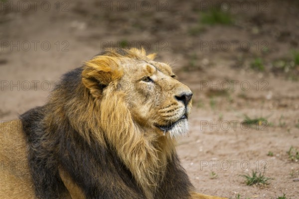 Asiatic lion (Panthera leo persica) male, portrait, captive, Germany