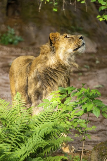 Asiatic lion (Panthera leo persica) male youngster (one year old) standing and looking upside,