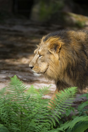Asiatic lion (Panthera leo persica) male, portrait, captive, Germany