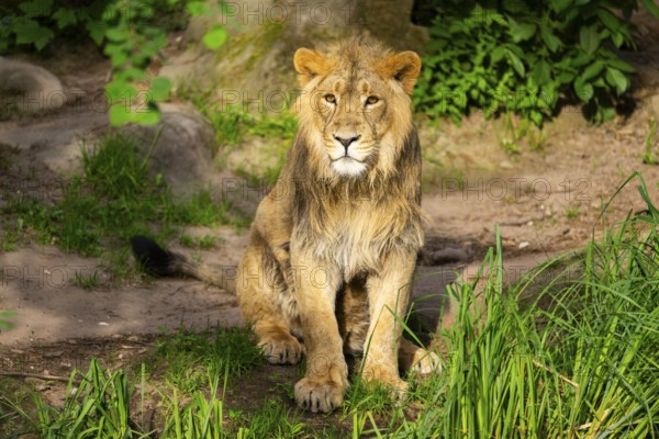 Asiatic lion (Panthera leo persica) male youngster (one year old) sitting on the ground, captive,