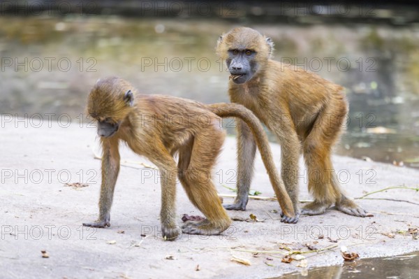 Guinea baboons (Papio papio) youngsters on the ground on the edge of a little lake, monkeys,