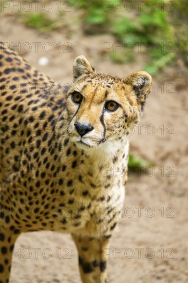 Cheetah (Acinonyx jubatus) walking around on the ground, Germany