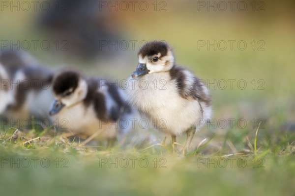 Egyptian goose (Alopochen aegyptiaca) cute chicks on a meadow at the shore of a lake, Bavaria,
