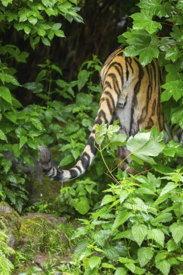 Tail of a Siberian tiger (Panthera tigris tigris) looking out of bushes on a rainy day, captive,