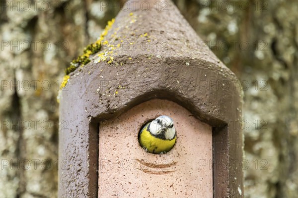 Eurasian blue tit (Cyanistes caeruleus) coming out of a bird house, Bavaria, Germany