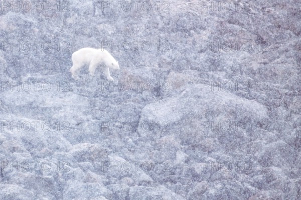 On a snowy summer day, a polar bear (Ursos maritimus) is forced onto land due to lack of sea ice,