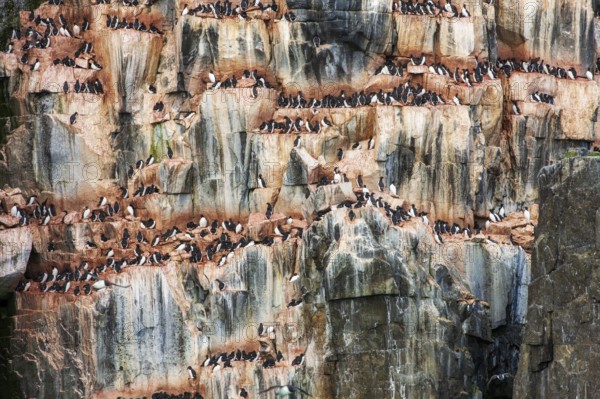 Brünnich's Guillemots (Uria lomvia) nesting on the bird cliffs at Alkefjellet, Hinlopen Strait,