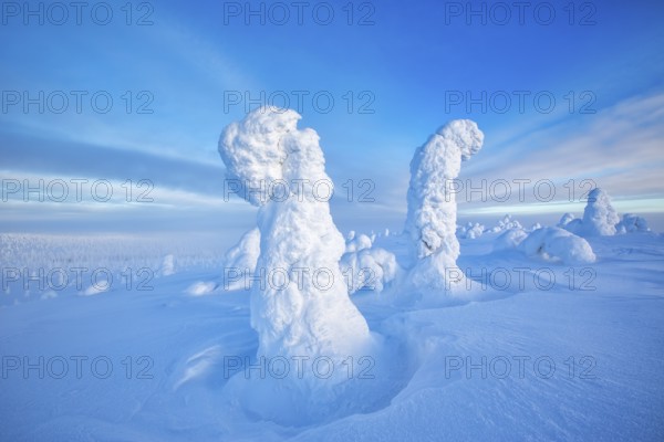 Riisitunturi National Park, taiga spruce trees covered in heavy frost and snow call Tykky,