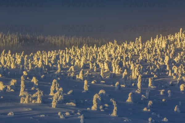 Riisitunturi National Park, winter sunset in the taiga, spruce trees covered in heavy frost and