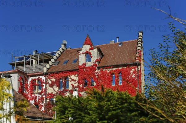Restaurant Altes Forsthaus near Lichtenstein Castle, restaurant, dining restaurant, historic