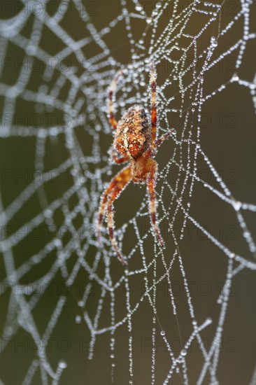 Gartenkreuzspinne (Araneus diadematus) im Netz mit Tautropfen, Weibchen, Oberbayern, Deutschland /