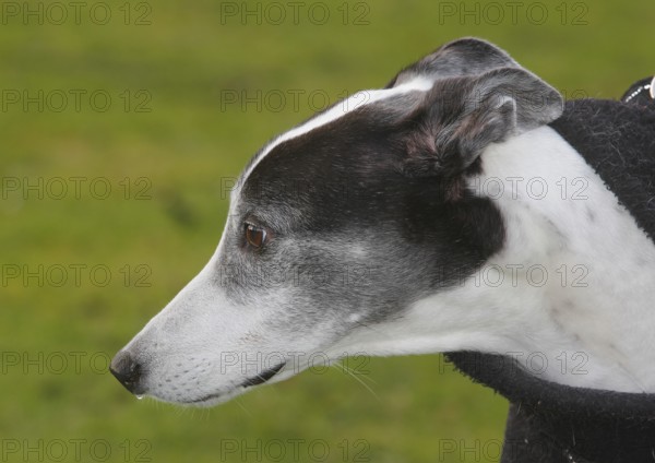 Greyhound (Canis lupus familaris), male dog 10 years, portrait sideways, in the countryside, North