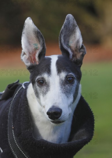 Greyhound (Canis lupus familaris), male dog 10 years, portrait, in the countryside, North