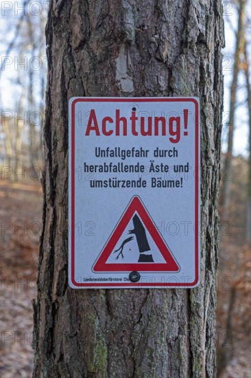 Warning sign warns of risk of accidents due to falling branches and falling trees, forest area near