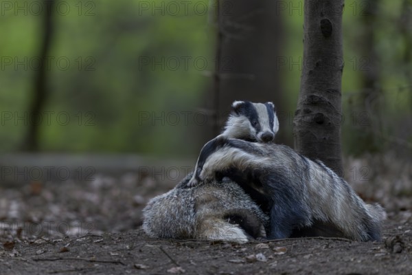 A pair of badgers (Meles meles) grooming each other at the roof castle, fun, joie de vivre,