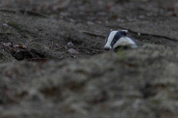 After leaving the den, badgers (Meles meles) usually devote themselves extensively to grooming,
