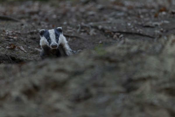 The badger (Meles meles) cautiously leaves its den, nocturnal, Germany