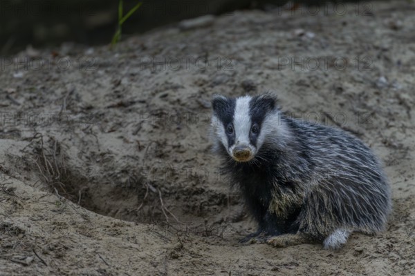 Just 3 months old, the badger (Meles meles) is practising digging in the fine sand, animal