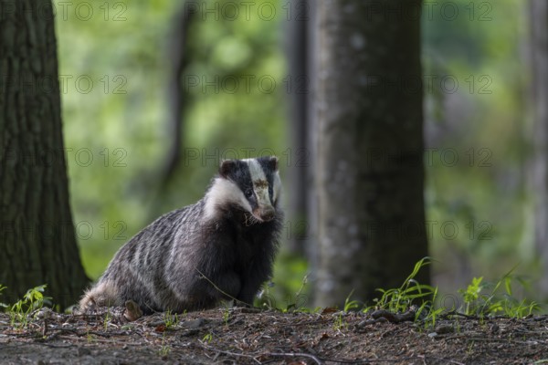 The badger moth (Meles meles) spends a few minutes in front of the burrow in front of setting off