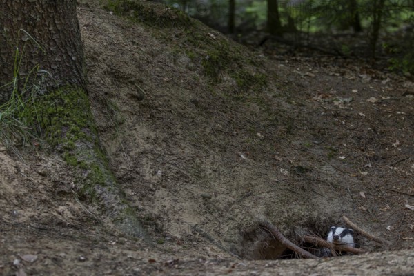 For minutes, the young badger (Meles meles) secures itself at the entrance to its burrow before