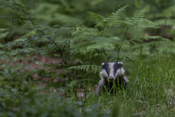 With the last light of day, an old badger (Meles meles) leaves the den and goes directly to look