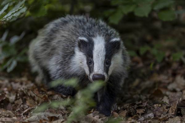 A young badger (Meles meles) searches for worms and insects in the beech leaves, baby animals,